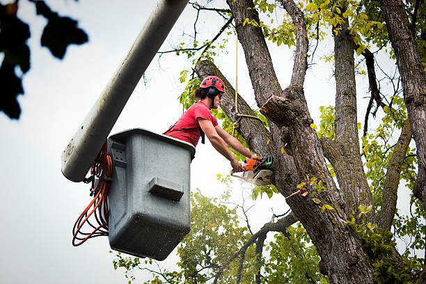 Best Tree Clearing Services  in Camp Barrett, VA